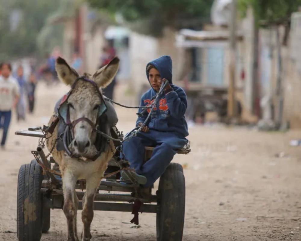 Israeli Forces Seize Donkeys from Gaza, France Welcomes Them as Symbols of Compassion