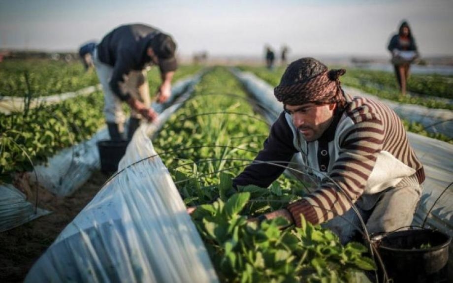 Khan Younis: Gaza's Breadbasket Turns into Wasteland