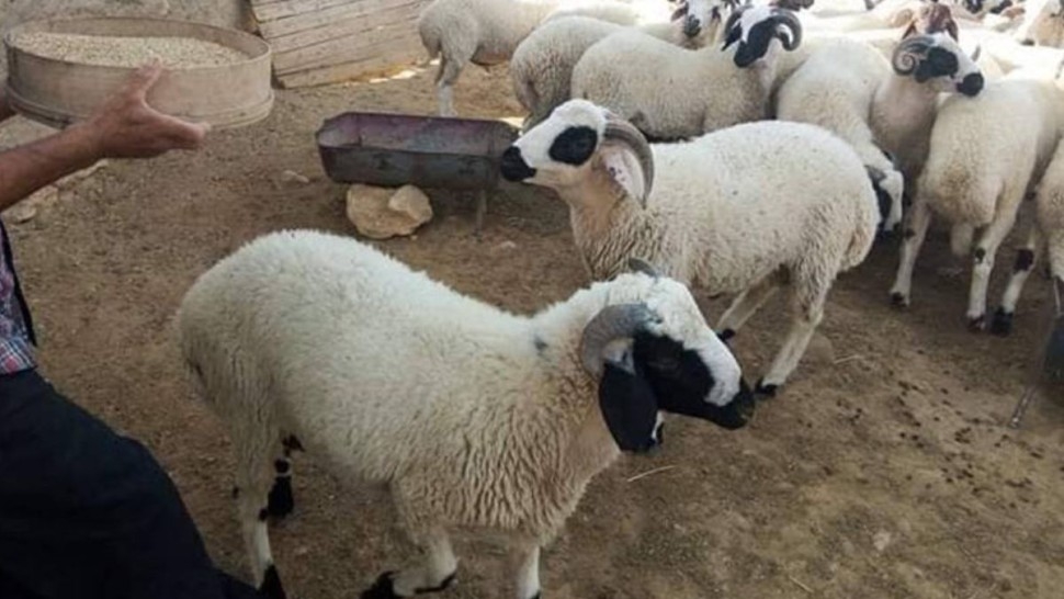 قابس: سعر أضاحي العيد بين 700 و 1200 د لهذه السنة
