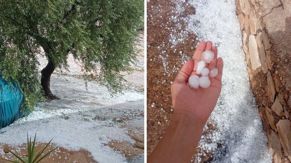 السند: تضرر حوالي 60 بالمائة من الغراسات بسبب البرد