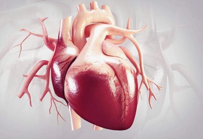 توقف عضلة القلب المفاجئ: الأسباب، الأعراض، وطرق الوقاية