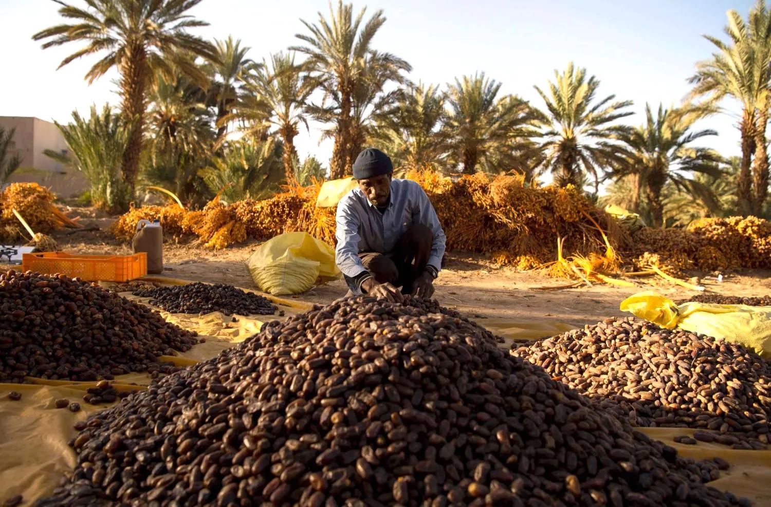 الموالح المصرية تستعد لموسم صعب مع خفض دعم الصادرات.. التمور المصرية تسحب البساط من "التونسية" في "درب ميلان"