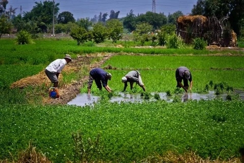 شركة إماراتية تستحوذ على أحد أكبر المجمعات الزراعية في مصر
