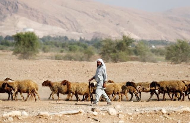 قروض بقيمة 7.7 مليون دينار لدعم مربي الثروة الحيوانية