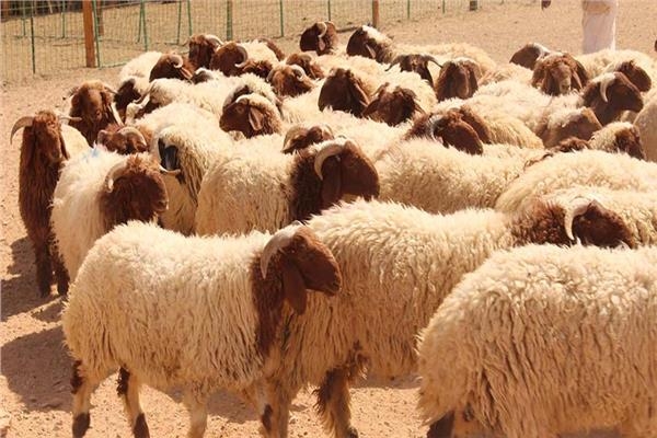 بلدية المفرق تعفي المواطنين من رسوم الدمغة في المسلخ البلدي