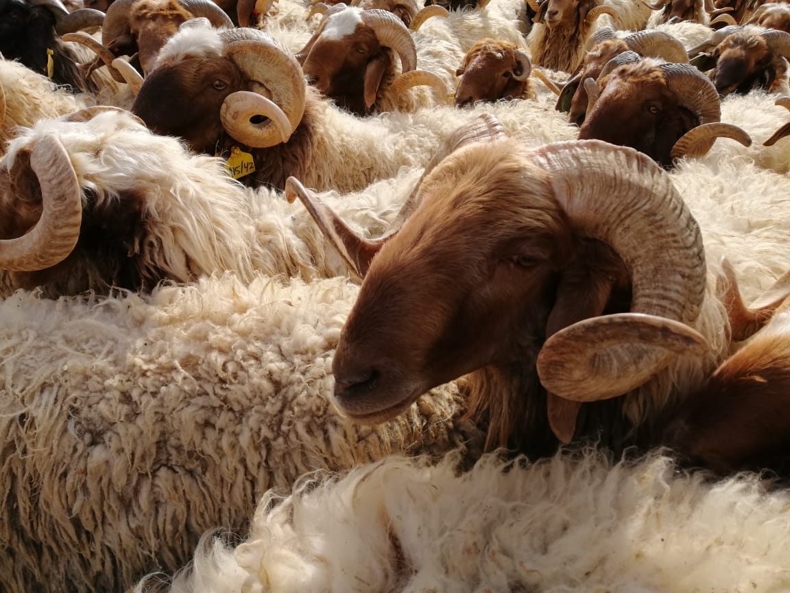 بدء استقبال طلبات حظائر بيع الأضاحي إلكترونياً الثلاثاء