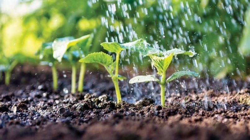 الحنيفات : إقرار نظامين معدلين لتعزيز الأمن الغذائي وتحديث خدمات تسجيل الأصناف النباتية