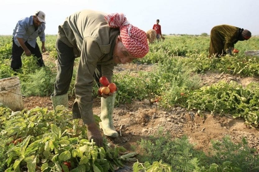 زراعة المزار الشمالي تبحث التحديات التي تواجه مزارعي اللواء