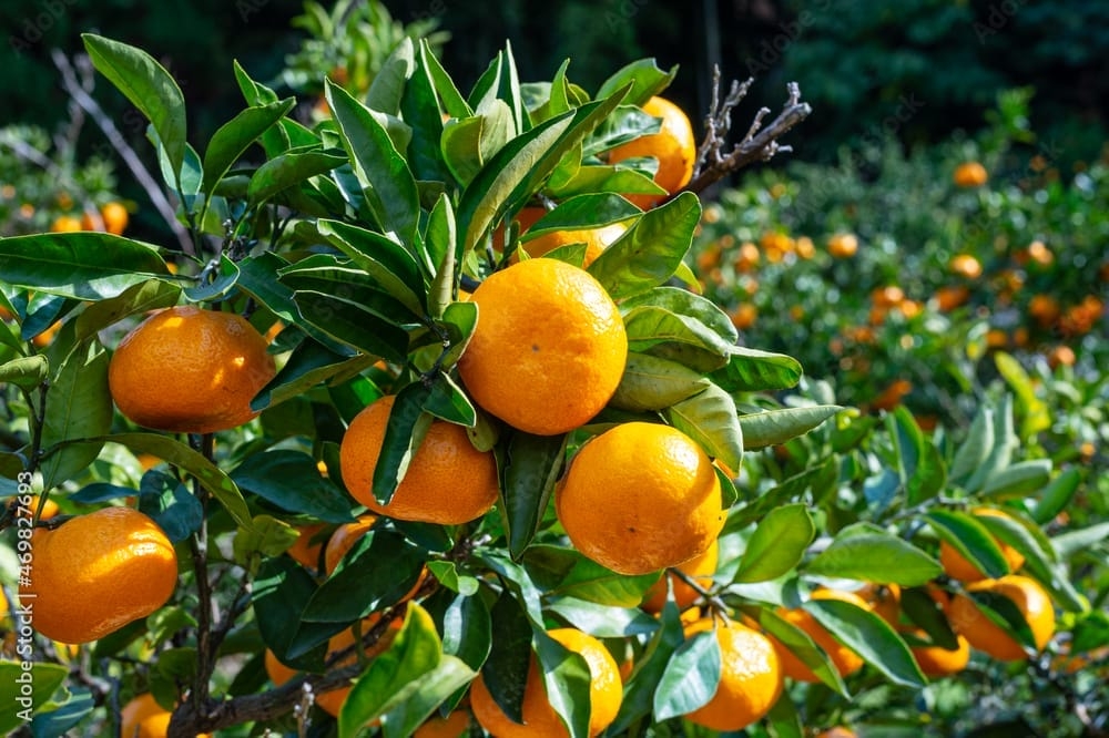 منع استيراد الحمضيات إلى مطلع نيسان