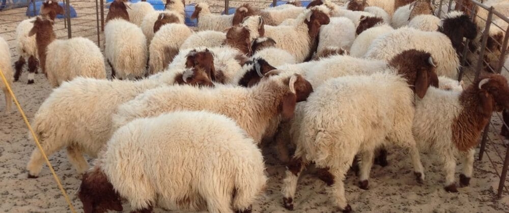 'المهندسين' تطلق حملة أضحيتك طاعة لربك للعام الثاني عشر على التوالي