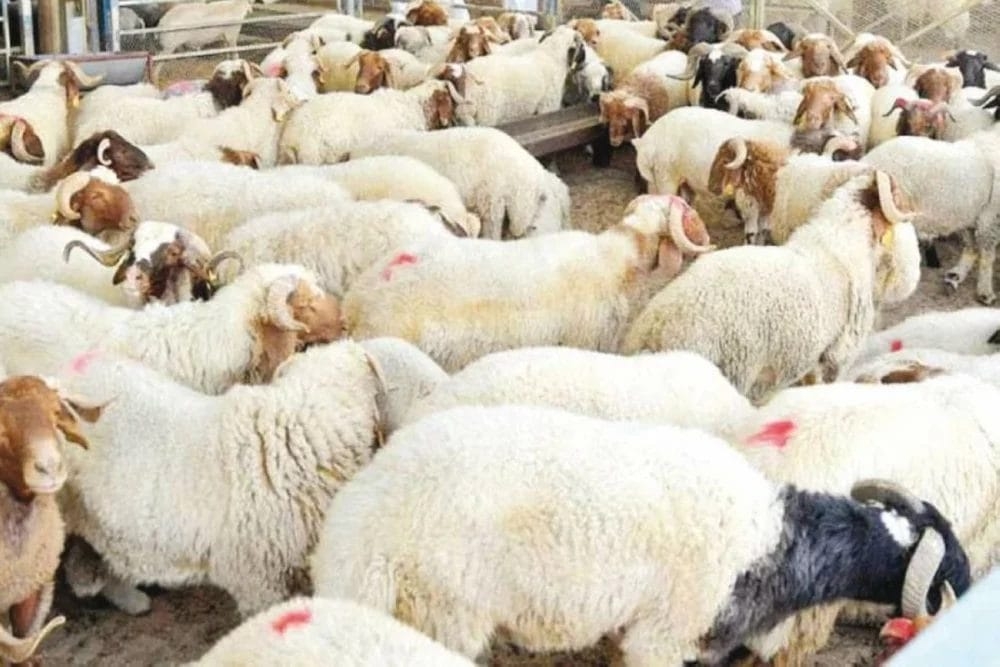 مربو المواشي: الأضاحي البلدية بين 220 و250 دينار
