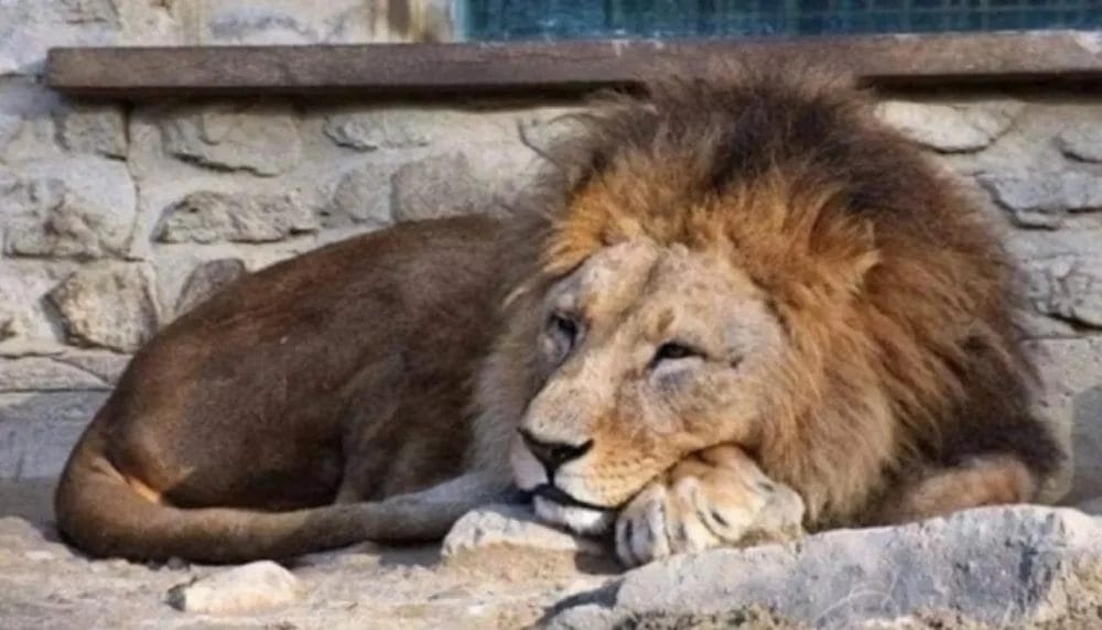 نهاية مأساوية.. أسد يفتك بصاحبه في حديقة منزله بالعراق!