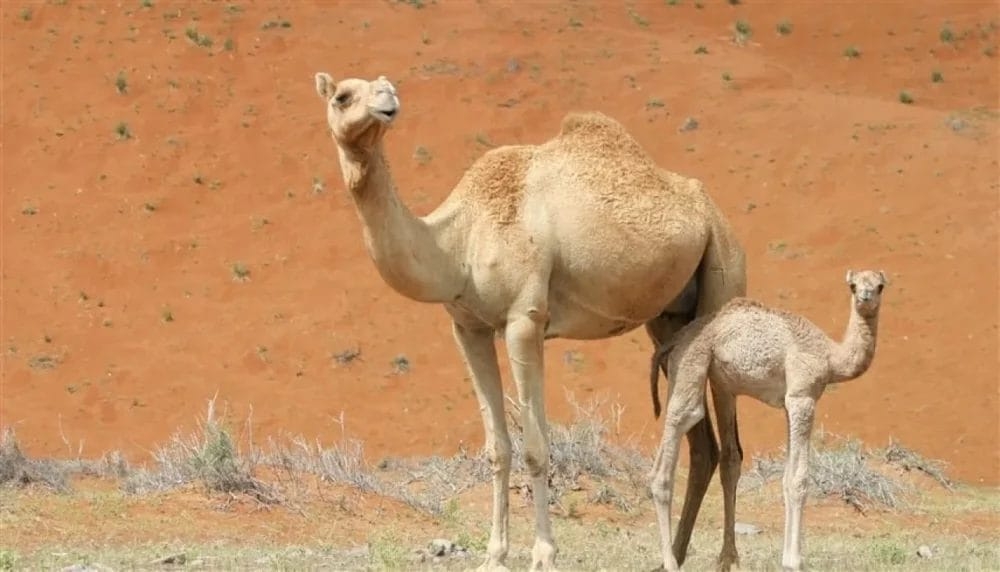 العراق: عائلة كردية تطالب بـ 'ديّة' غير مألوفة تثير الجدل