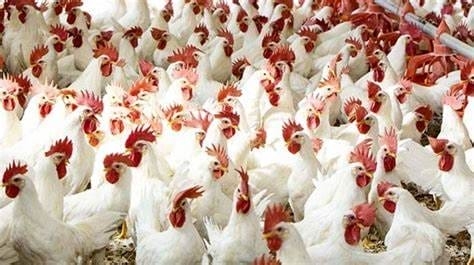 'الزراعة' تُعلّق استيراد الدواجن من البرازيل بسبب إنفلونزا الطيور
