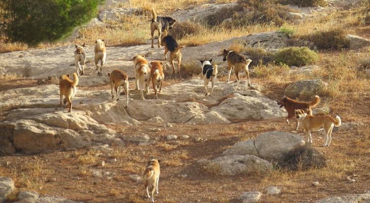 خبيرة: الكلاب الضالة في الاردن 'كنعانية' والمواطن 'خرب اخلاقها'!!