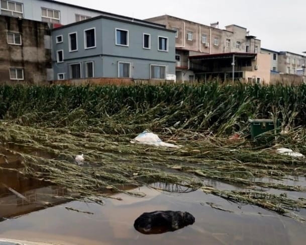 فيضانات بجنوب غرب الصين تدمر عشرات المنازل والجسور