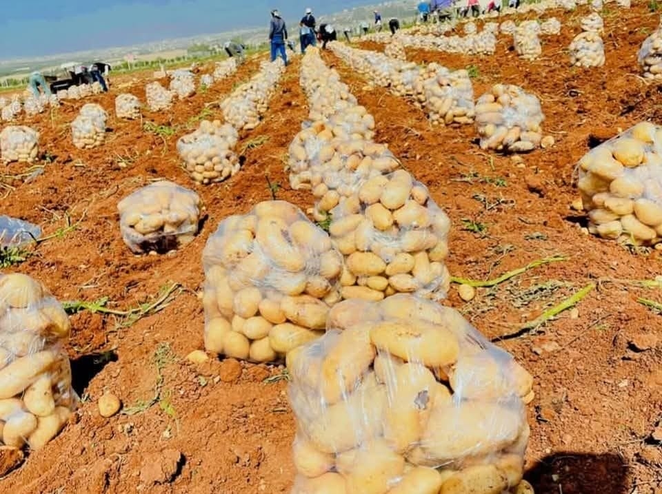 الرمثا تتصدر قائمة المناطق الأردنية في إنتاج البطاطا بـ 225 ألف طن سنويًا