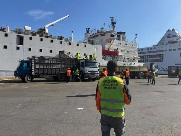 ميناء وهران يستقبل باخرة رابعة على متنها 20 ألف رأس ماشية