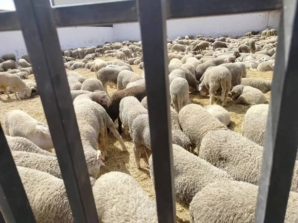 الشروع في بيع الأضاحي المستوردة هذا الأحد بنقطة بيع عين الترك