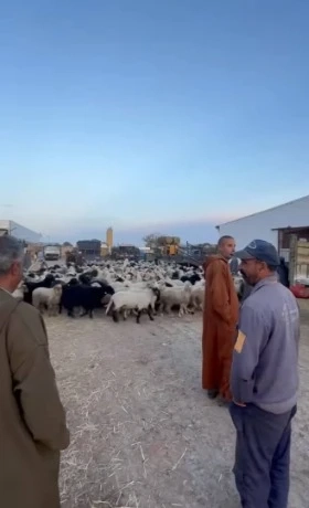 انطلاقا من مركز تجميع الماشية بوهران..... تواصل عملية شحن الكباش المستوردة نحو الولايات الغربية