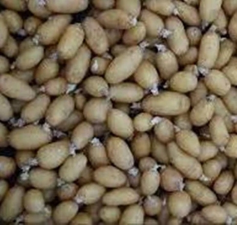 مكمن بن عمار ..إنتاج 31800 قنطارا من بذور البطاطا