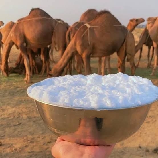 مطبخ الكنانة الرمضاني زبادي حليب الإبل