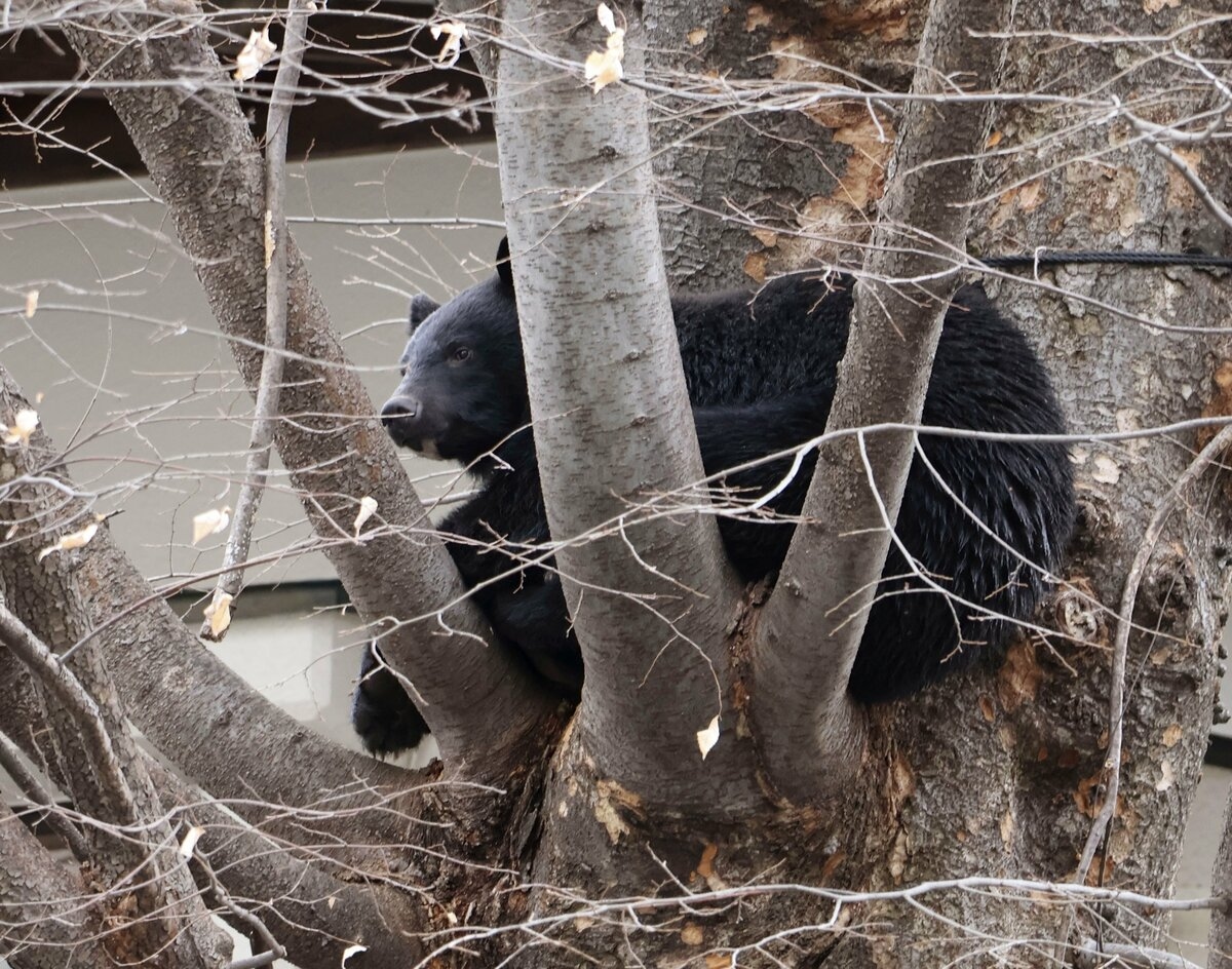 Podcast [English World] Episode 106: Japan unveils bear-shooting guidelines