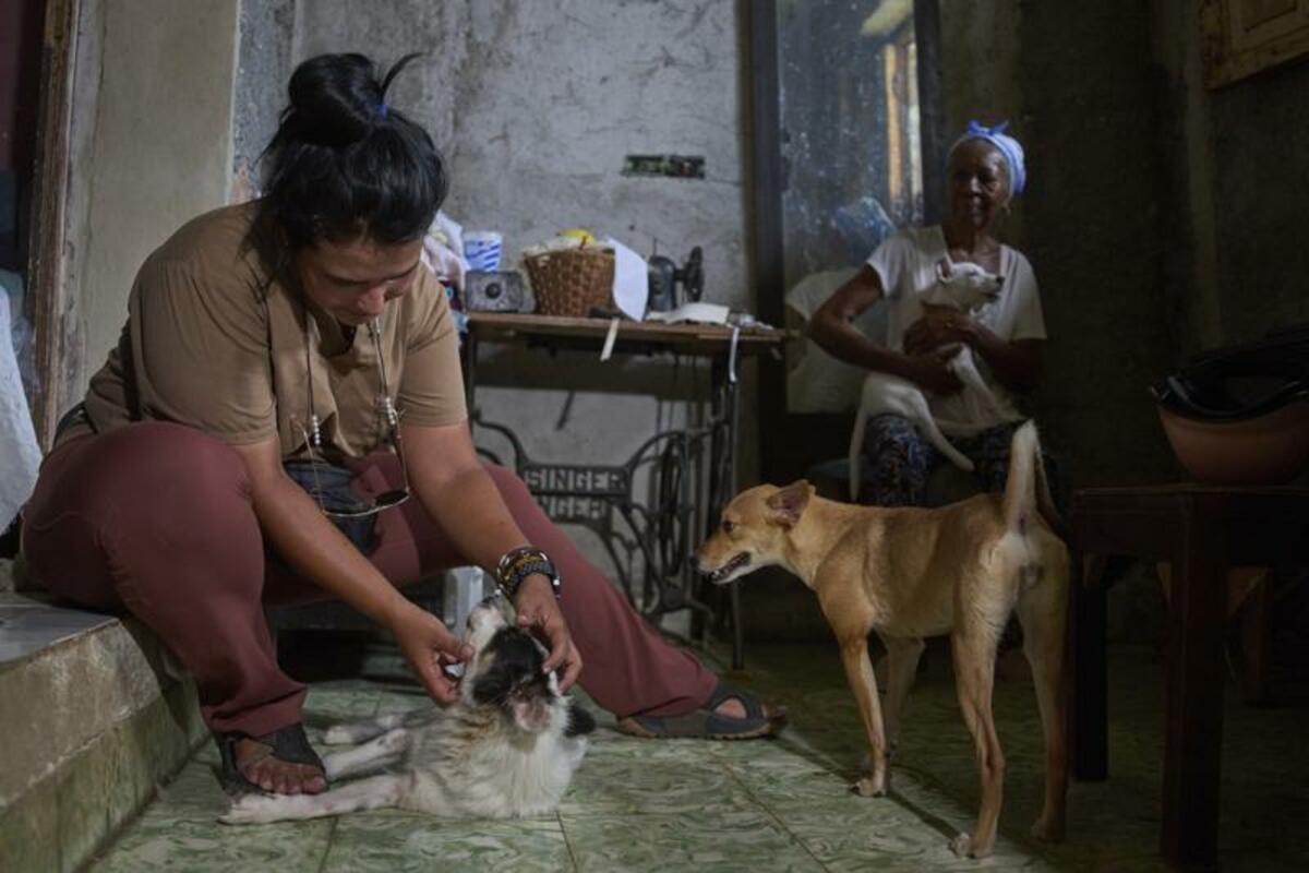 Cuban animal lovers struggle to feed stray cats and dogs as economic crisis bites