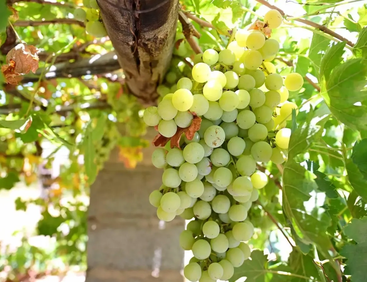 Saudi Arabia Achieves 66% Grape Self-Sufficiency