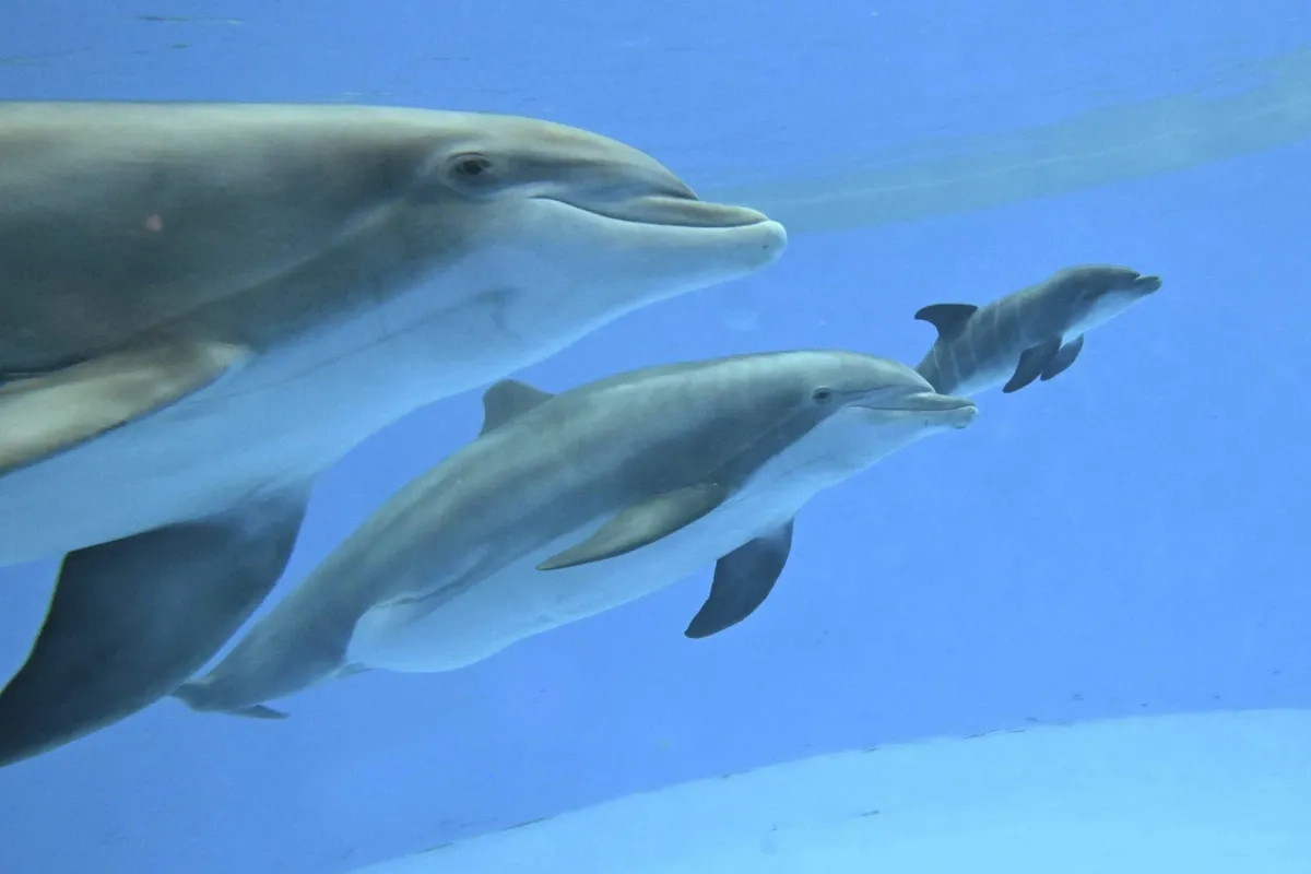 Video Shows Dolphin Calf Birth and First Breath at Chicago Zoo