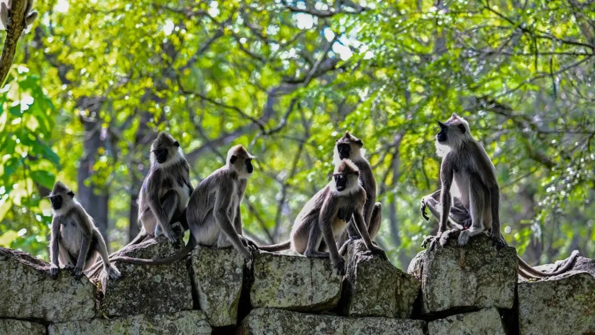 Monkey Business Delays Sri Lanka's Wildlife Survey