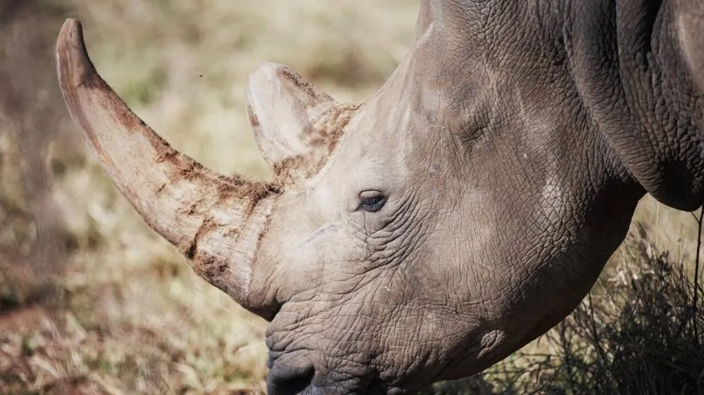 70 South African White Rhinos Relocated to Rwanda