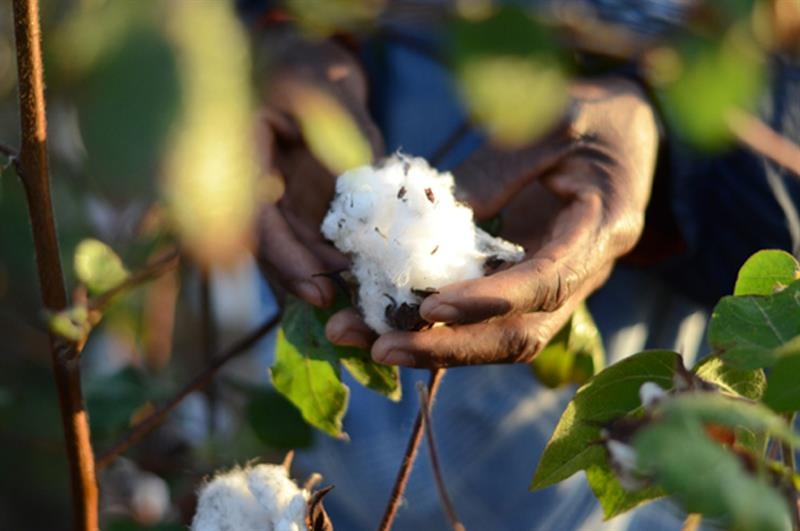 Egypt achieves first-ever cotton cultivation in Sinai desert - Society