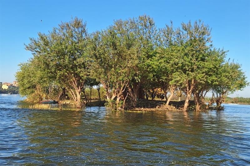Birdwatching in Al-Qanater Al-Khaireya - Living - Al-Ahram Weekly