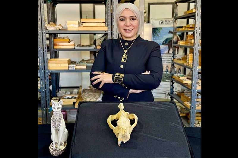 Bastetodon, a new 30-million-year-old species of predatory mammal unearthed in Egypt - Society
