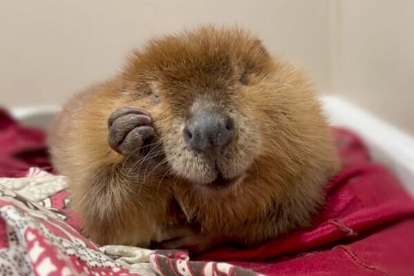 England allows wild beaver releases in 'milestone' for UK nature - International