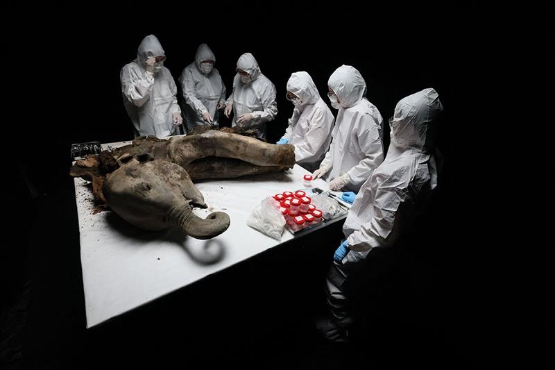 Yana, a 130,000-year-old baby mammoth, goes under the scalpel - Health - Life & Style