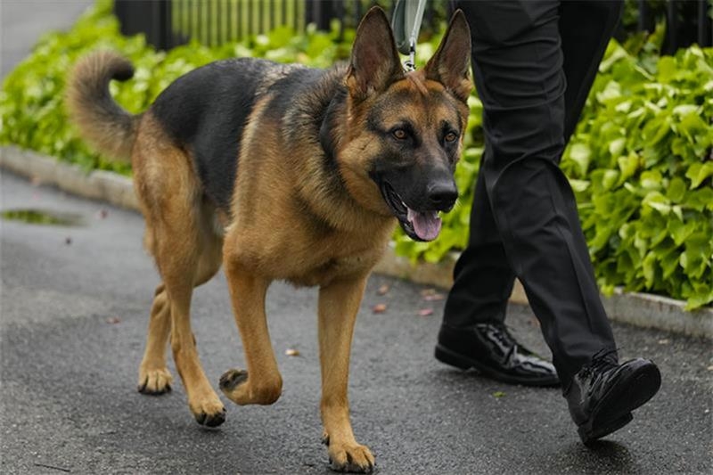 Egypt reduces number of banned dog breeds from 16 to 3 - Society