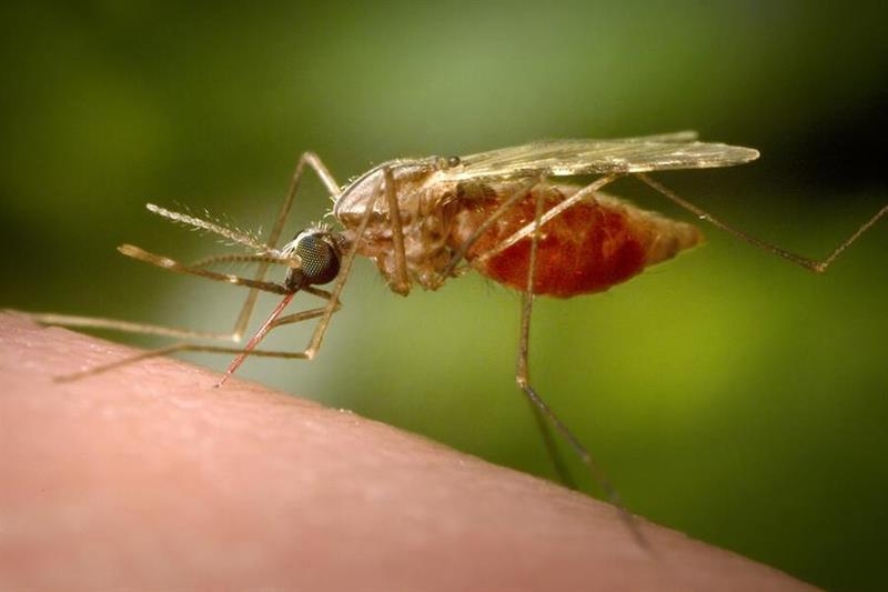 Dengue and chikungunya may soon become endemic in Europe - Health - Life & Style