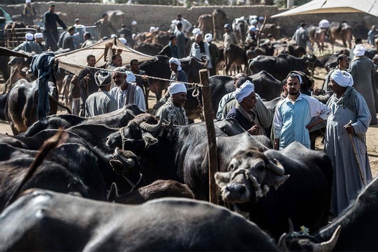 Egypt's animal health situation ‘stable and reassuring': Official - Health