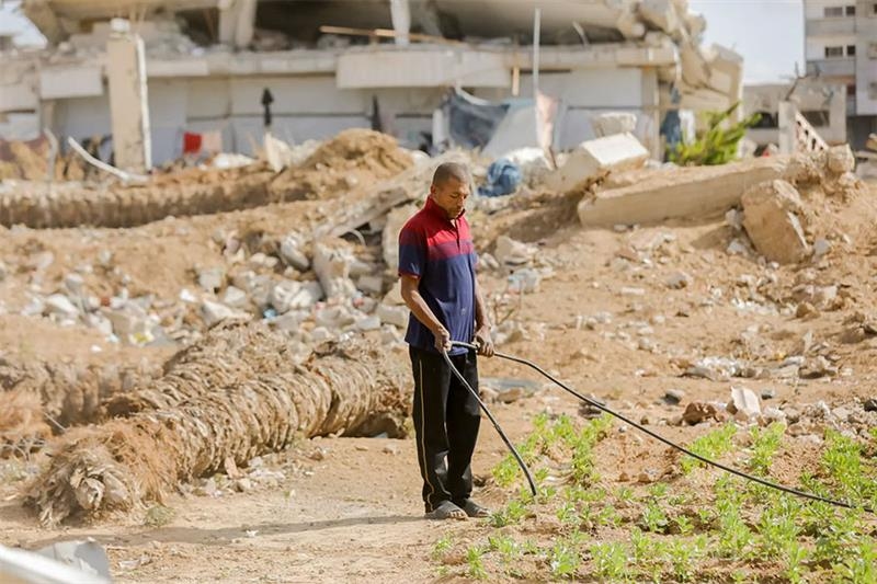Only 1.5% of Gaza farmland usable: FAO - War on Gaza