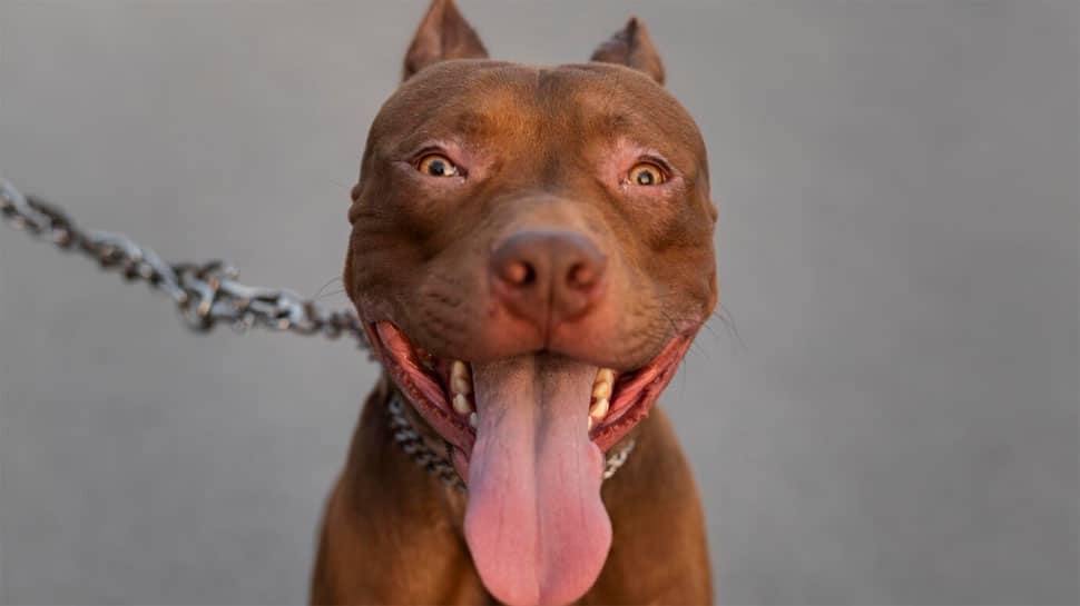 These 11 Animals Are Illegal To Keep As Pets In India: THIS Ferocious Dog Breed Is On The List Too!