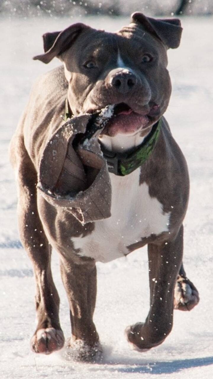 8 Most Dangerous Dogs Breed Banned In India
