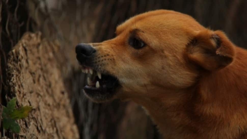 After One Child Dies, Another Battles For Life Despite Full Rabies Treatment In Kerala