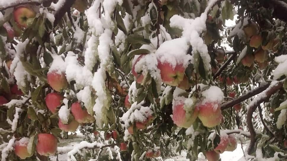 Amid Boycott Of Turkish Goods, A Boost For Kashmirs Apple Economy On Cards