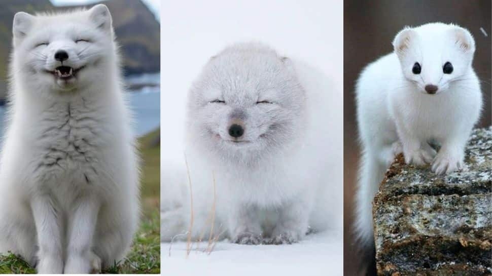 From Polar Bear To Snowy Owl: Discover 10 Iconic White Animals And Their Unique Habitats