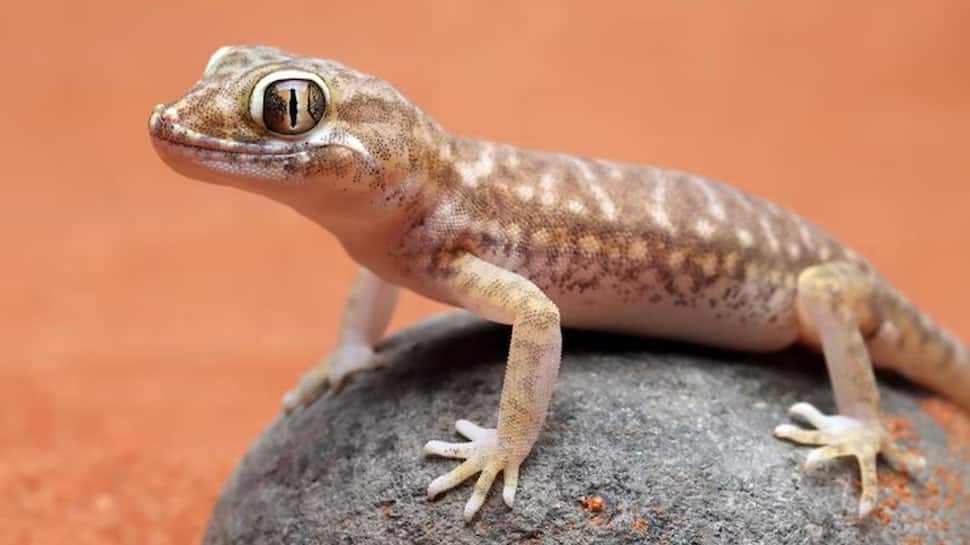 Can Lizards Bite And Are They Poisonous? Everything You Need to Know About Home Lizards
