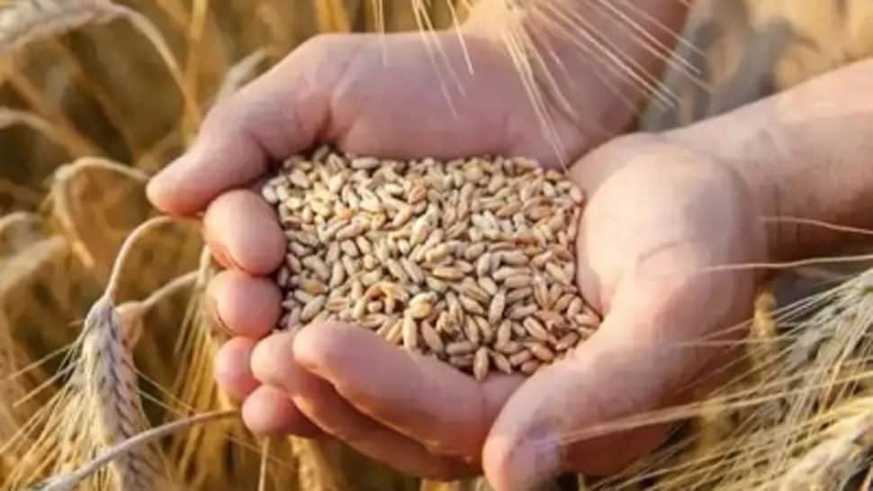 Govt Imposes Wheat Stock Limits On Traders To Keep Prices In Check