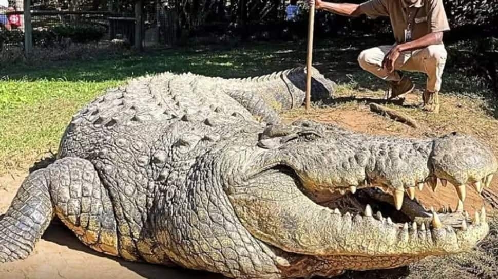 Meet Henry, Worlds Oldest Living Nile Crocodile, Survivor Of Two Pandemics, 21 US Presidents, Father To Thousands; Its Age Is...