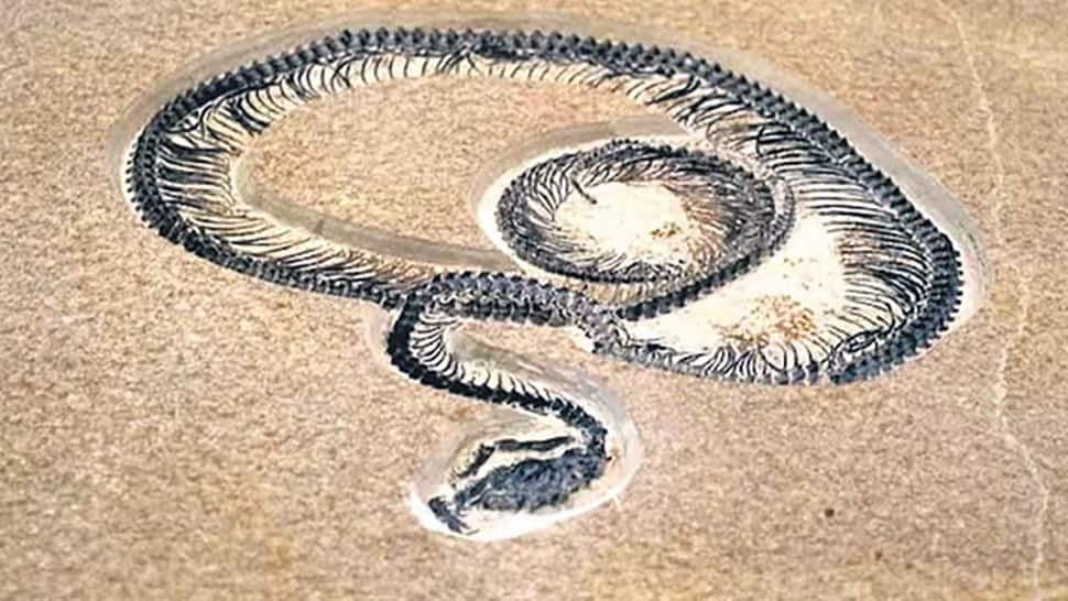 Meet Vasuki Indicus: India Unearths Worlds New Largest Snake, A 1000 Kg Creature, 49-Foot Colossus, Turning Mythology Into Reality